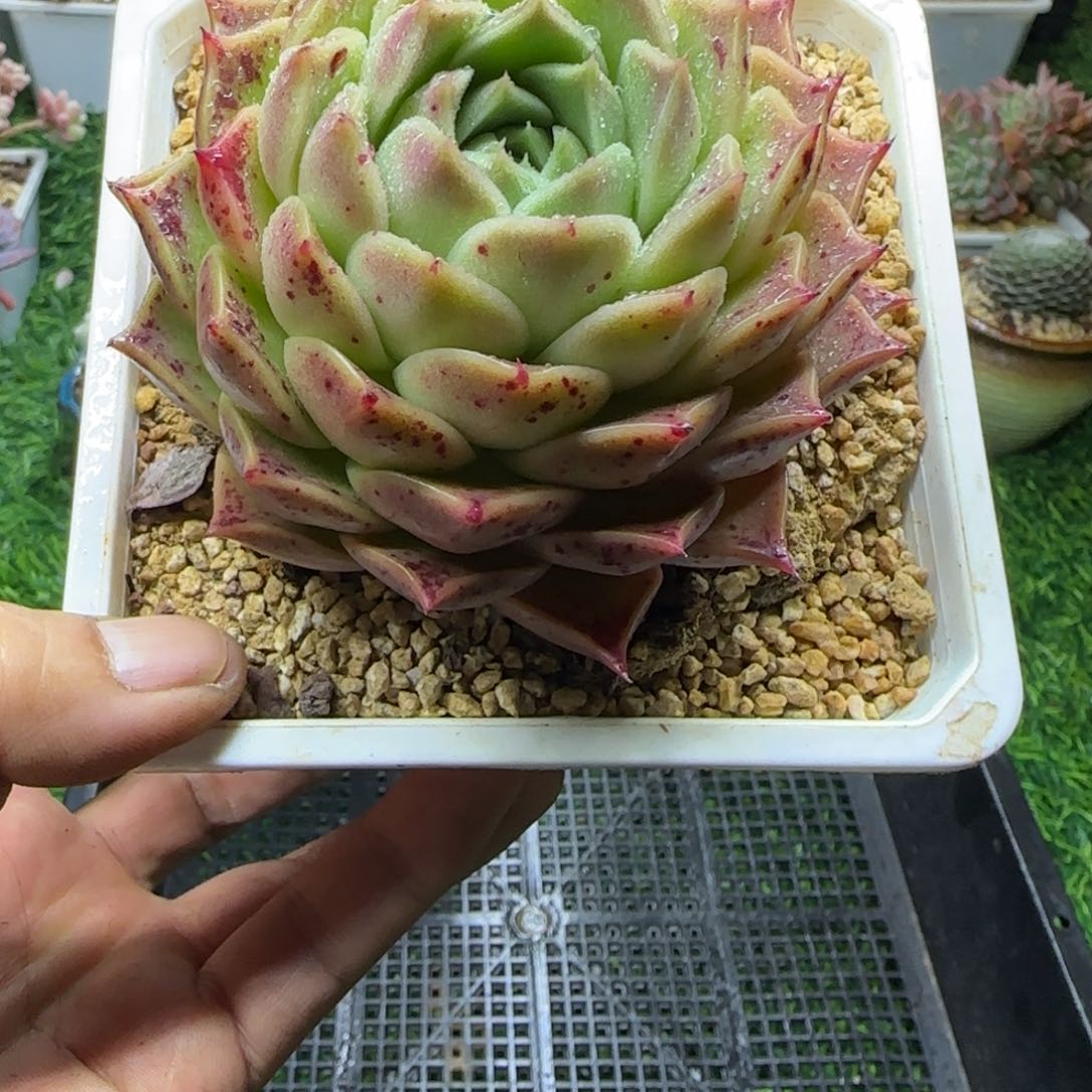 锦安精品多肉编号253