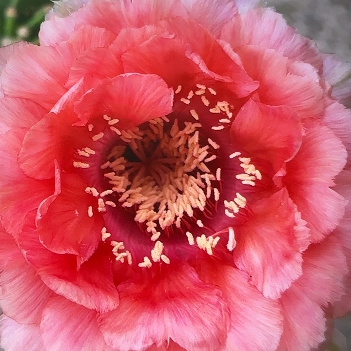 雅森507号自根球6-7公分