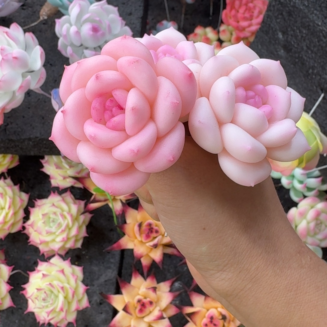 树脂717号哦哦哦哦哦哦哦