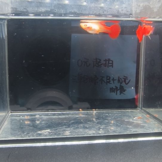 孔雀鱼血红小圆尾一对