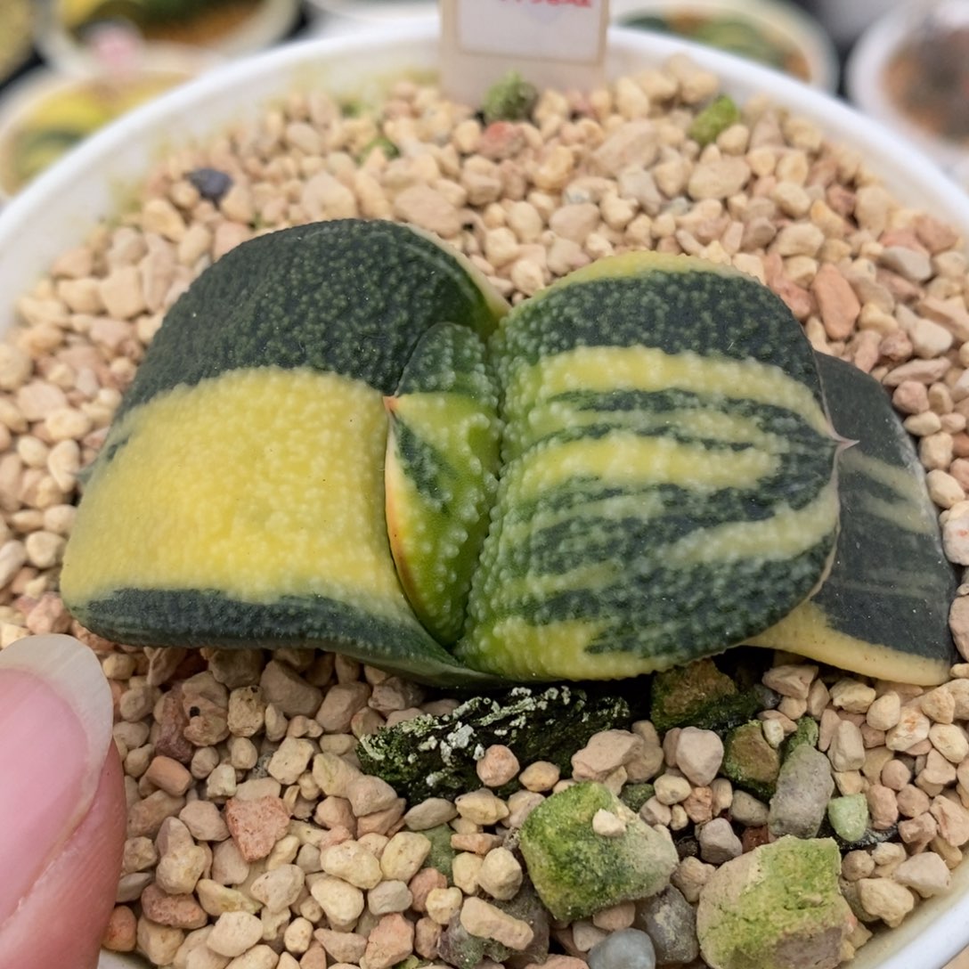 295珍珠卧牛锦一物一拍