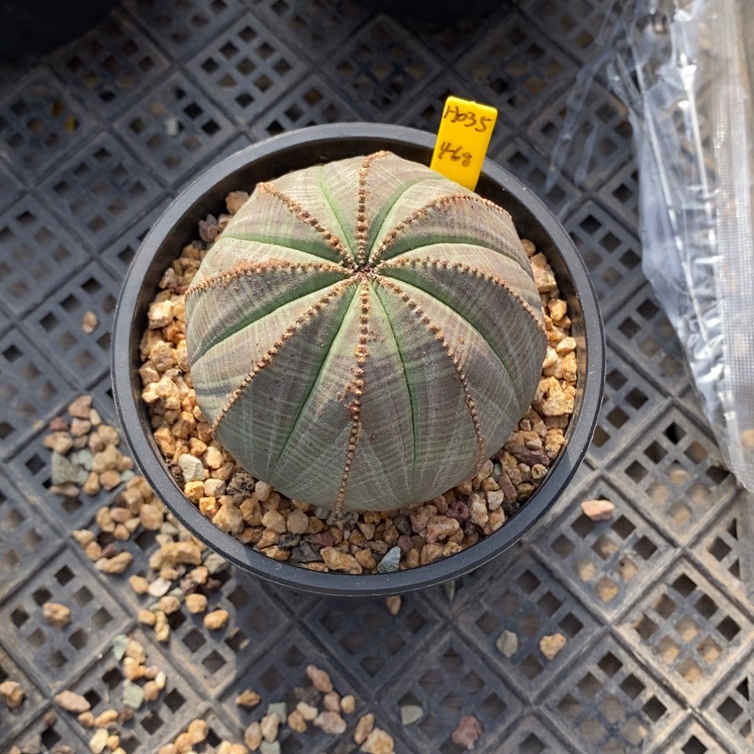 S***麻欧系实生布纹球多肉植物一级灯牌价
