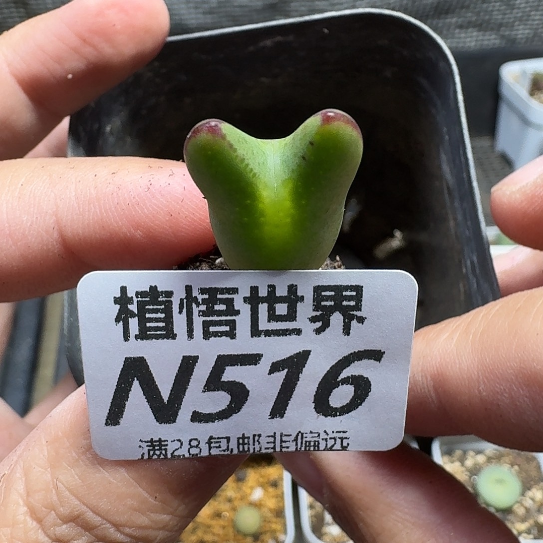 多肉植物的润泽gbhj