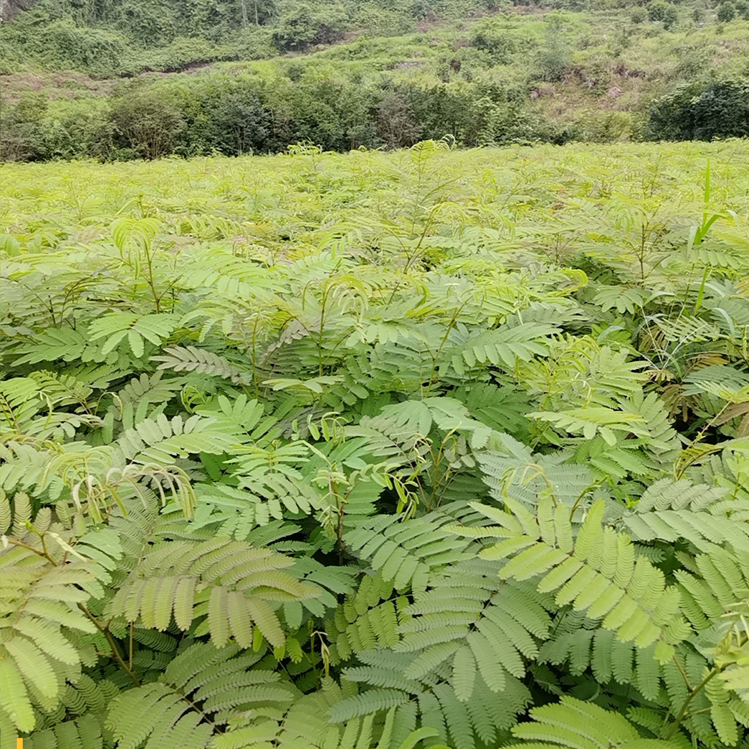 红花合欢苗 药材合欢