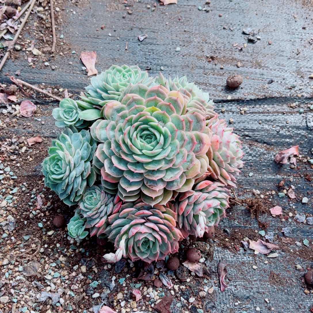 崭**我昂斯洛一物一拍发货