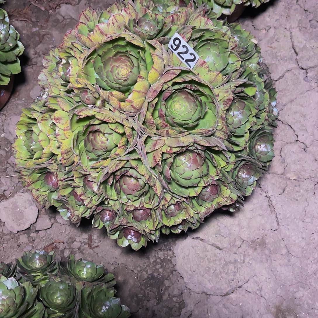 法师法师14-18包邮法师