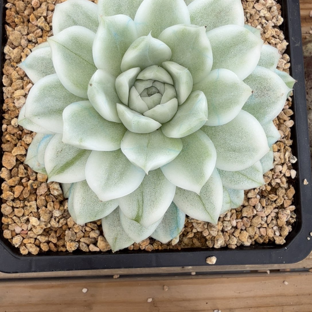 麦秆锦 安吉园艺锦