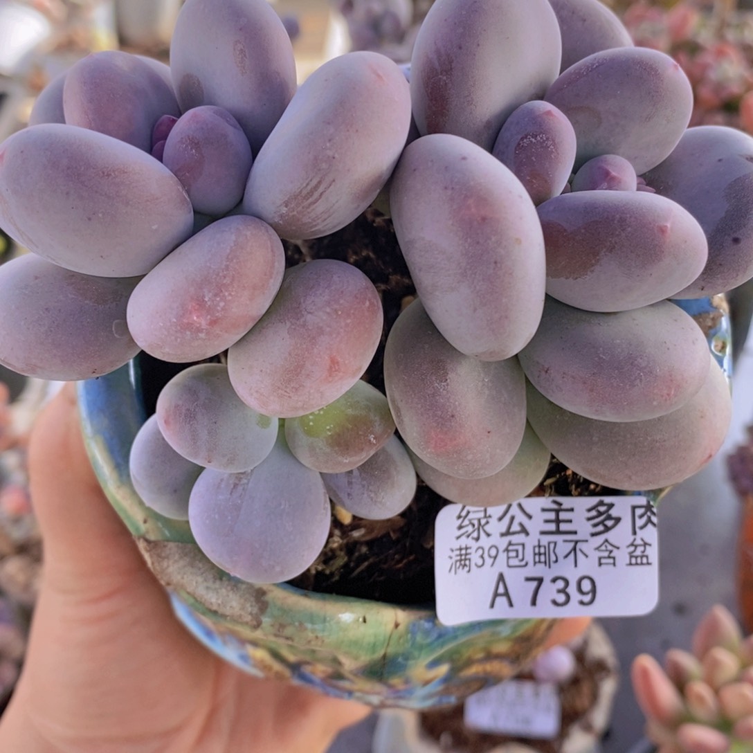 黄金大叶奶11cm739多肉植物