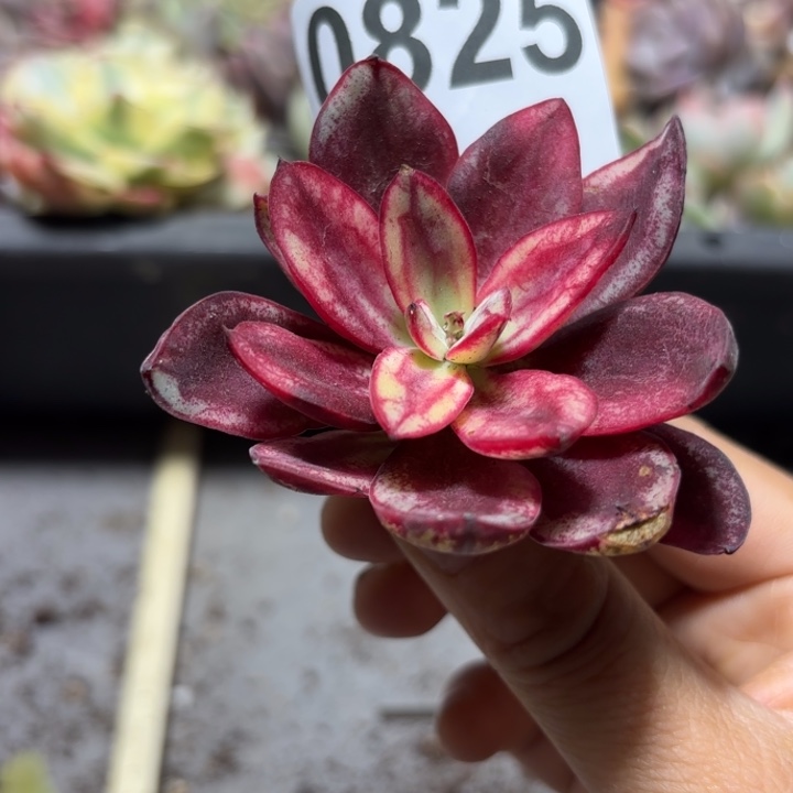 多肉植物满18包邮当场凑单