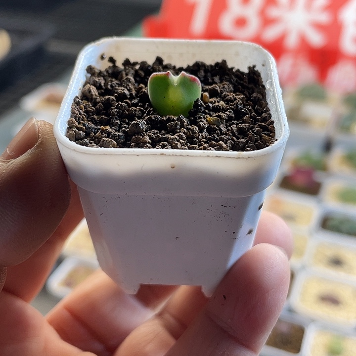 佳人园艺多肉生石花大眼空蝉68