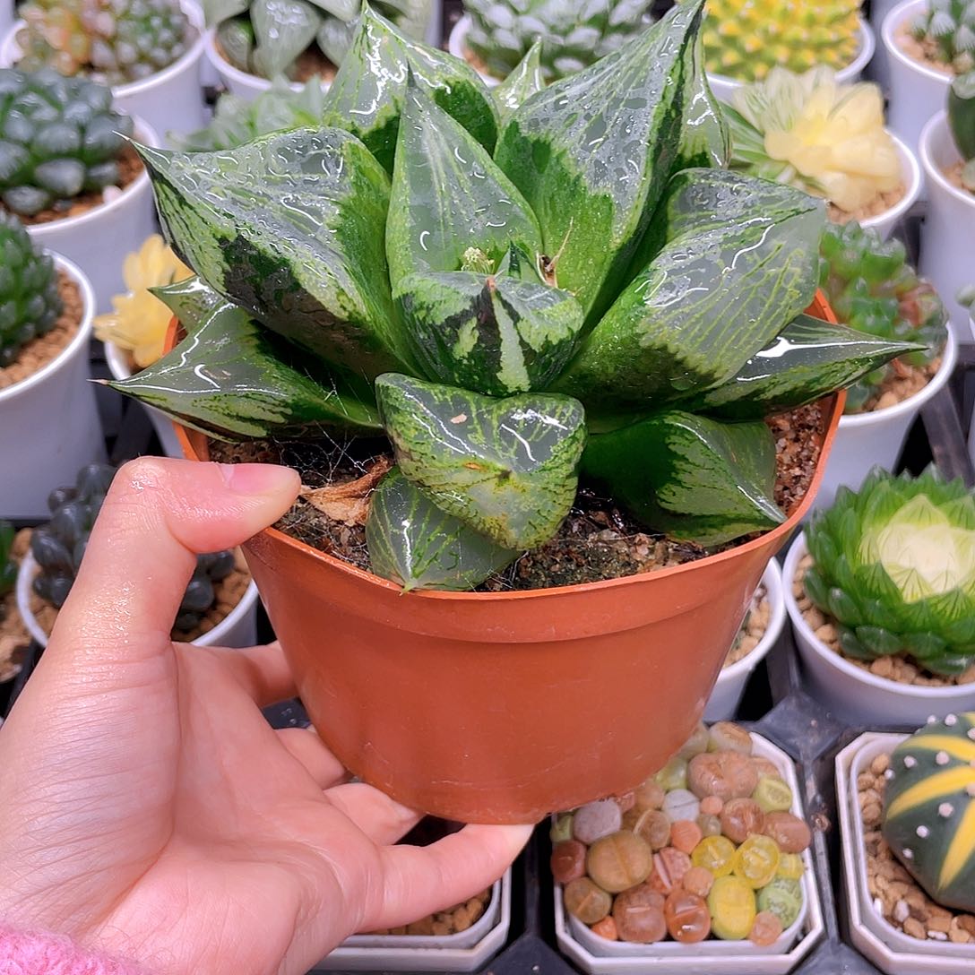 巨大话母本裹般若，原盆