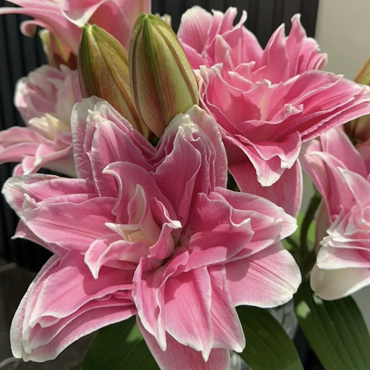 (双11鲜花)特仑提娜重瓣香水百合花（地区颜色香味有差异介意慎拍）