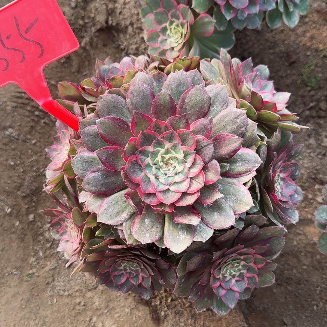 4555莲花座多肉法师