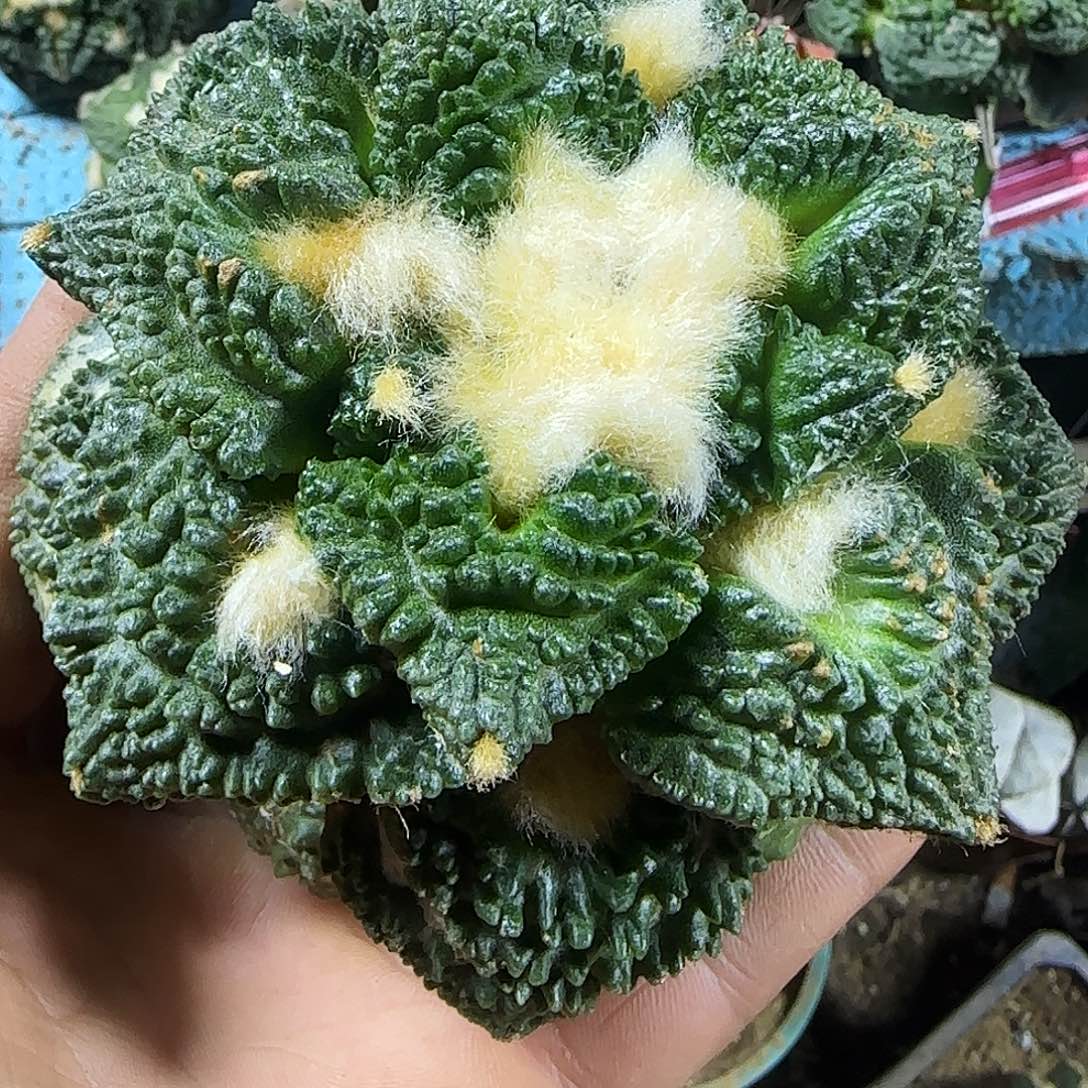 大龟甲773仙人球开花