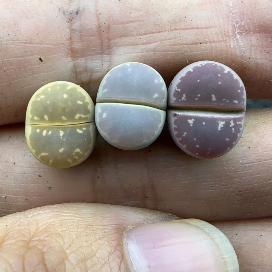 91橄榄清框福利30包邮