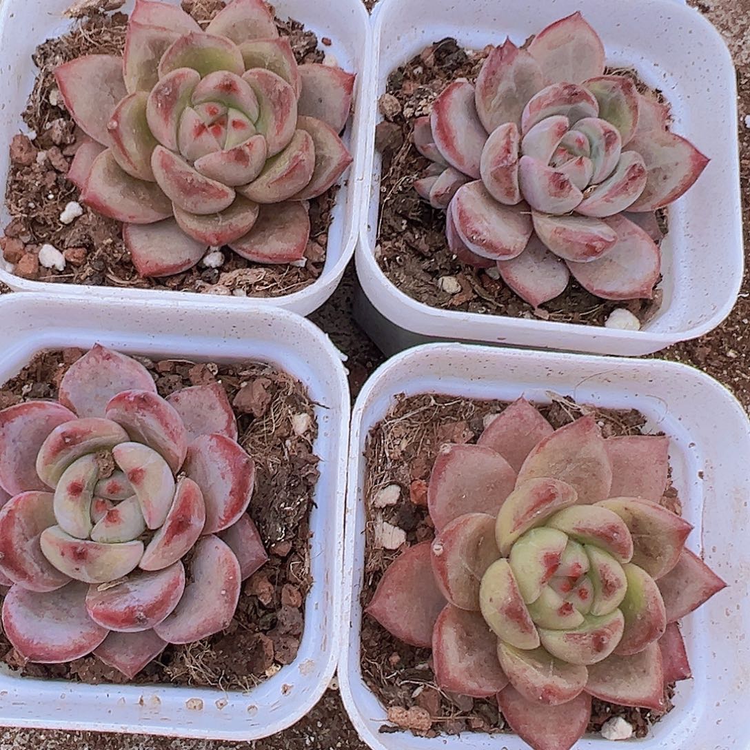 65盆夜魔侠2颗多肉