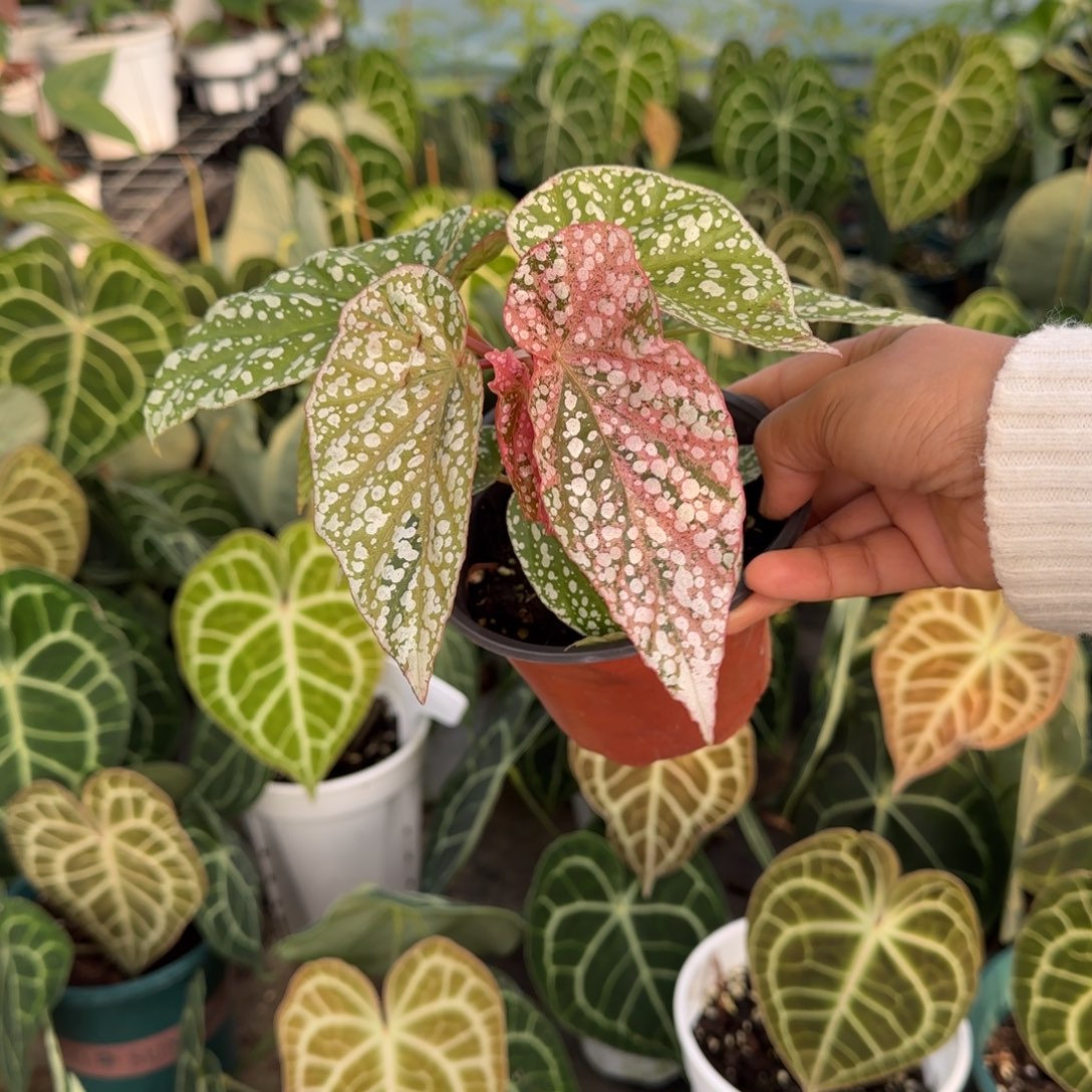 完全开放富士山锦带保温