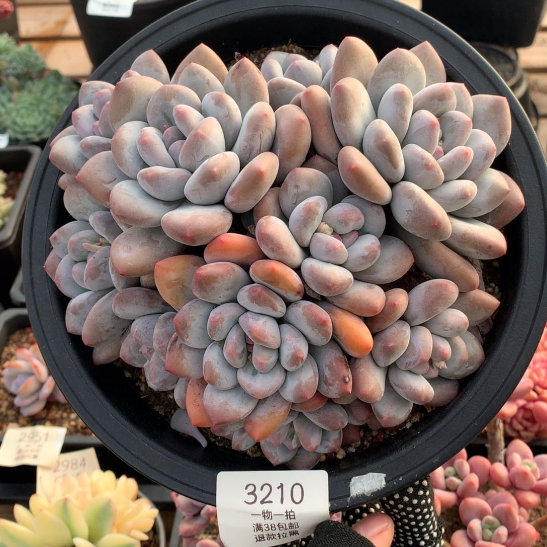 19厘米十头香水老桩3210