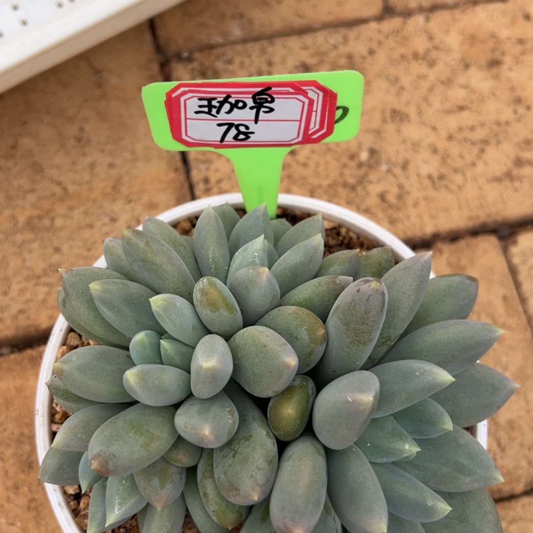 珈***店我也没想着怎么能，伽锦78