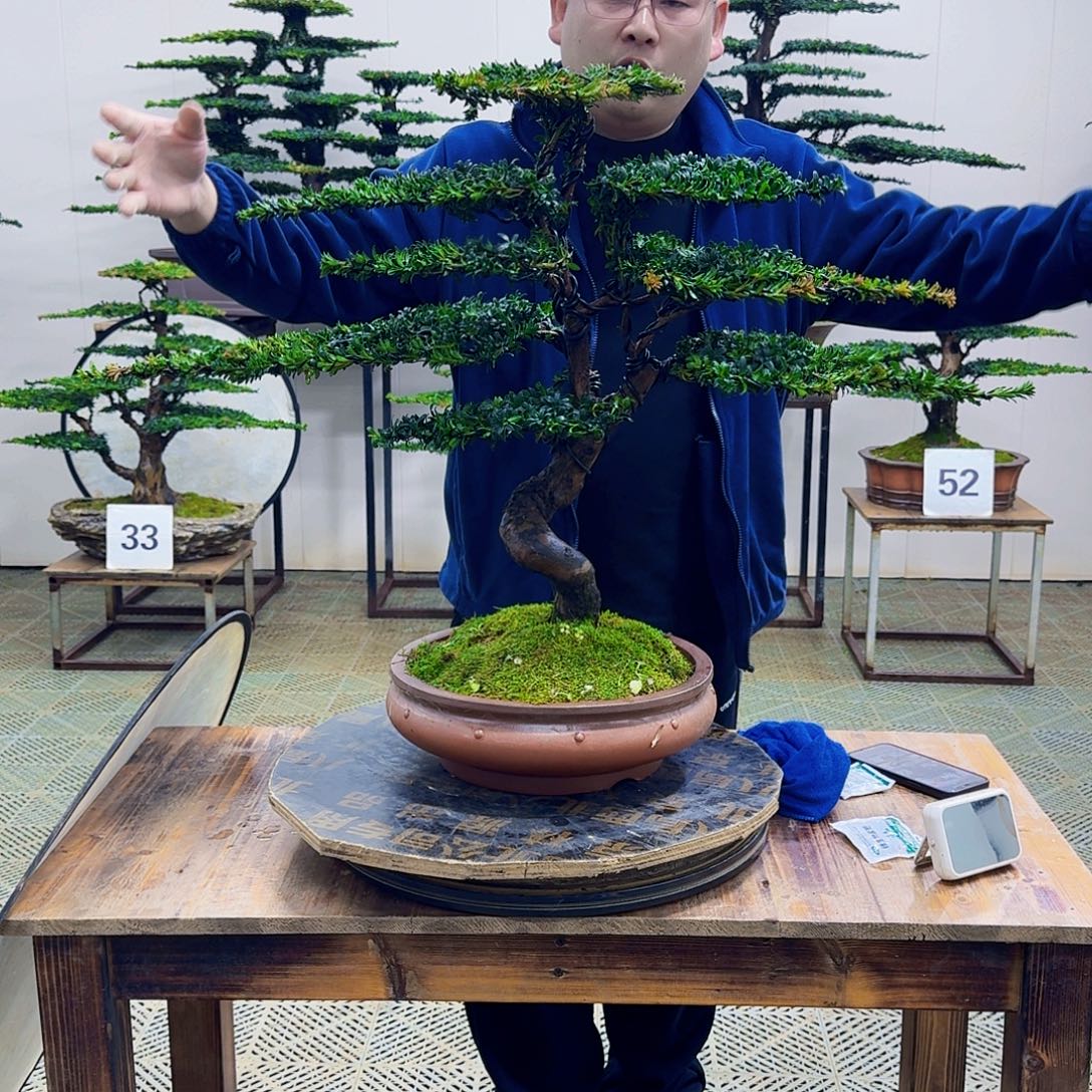 无花朵珍珠红芽罗汉松造型盆景