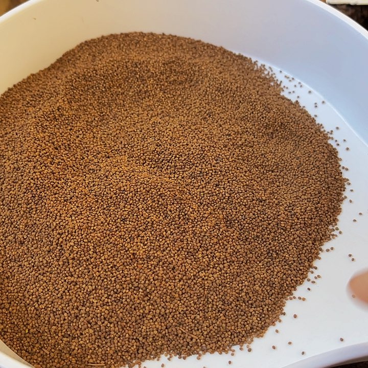 用****6菟丝子100克