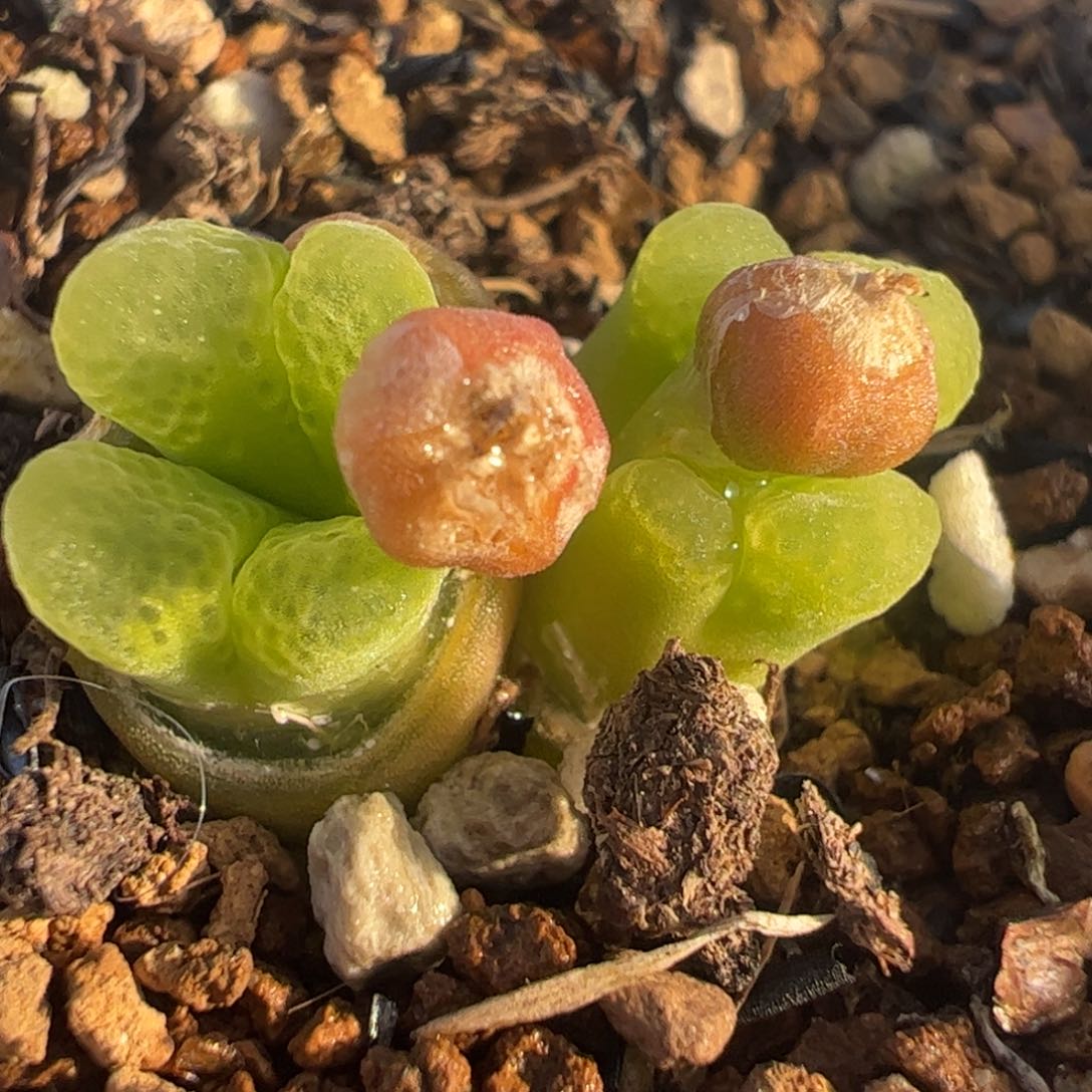 多肉植物百科128