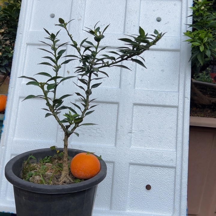 山**薯八房柑盆景绿植园艺