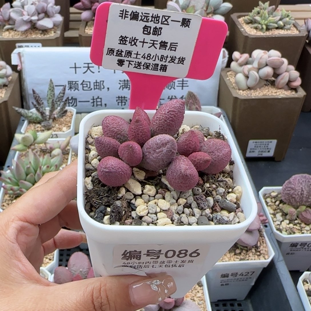 086腹部多肉植物