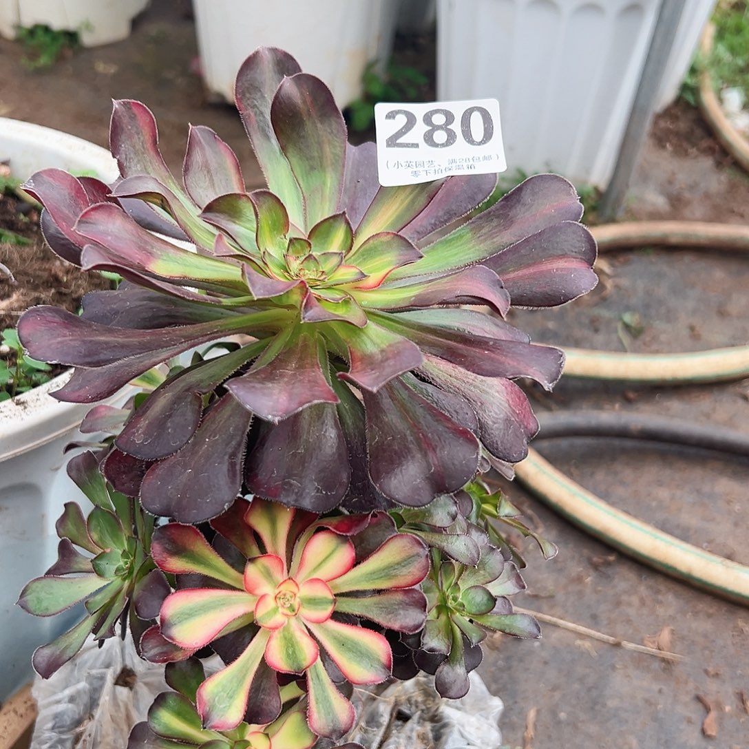 多肉植物280花蝴蝶