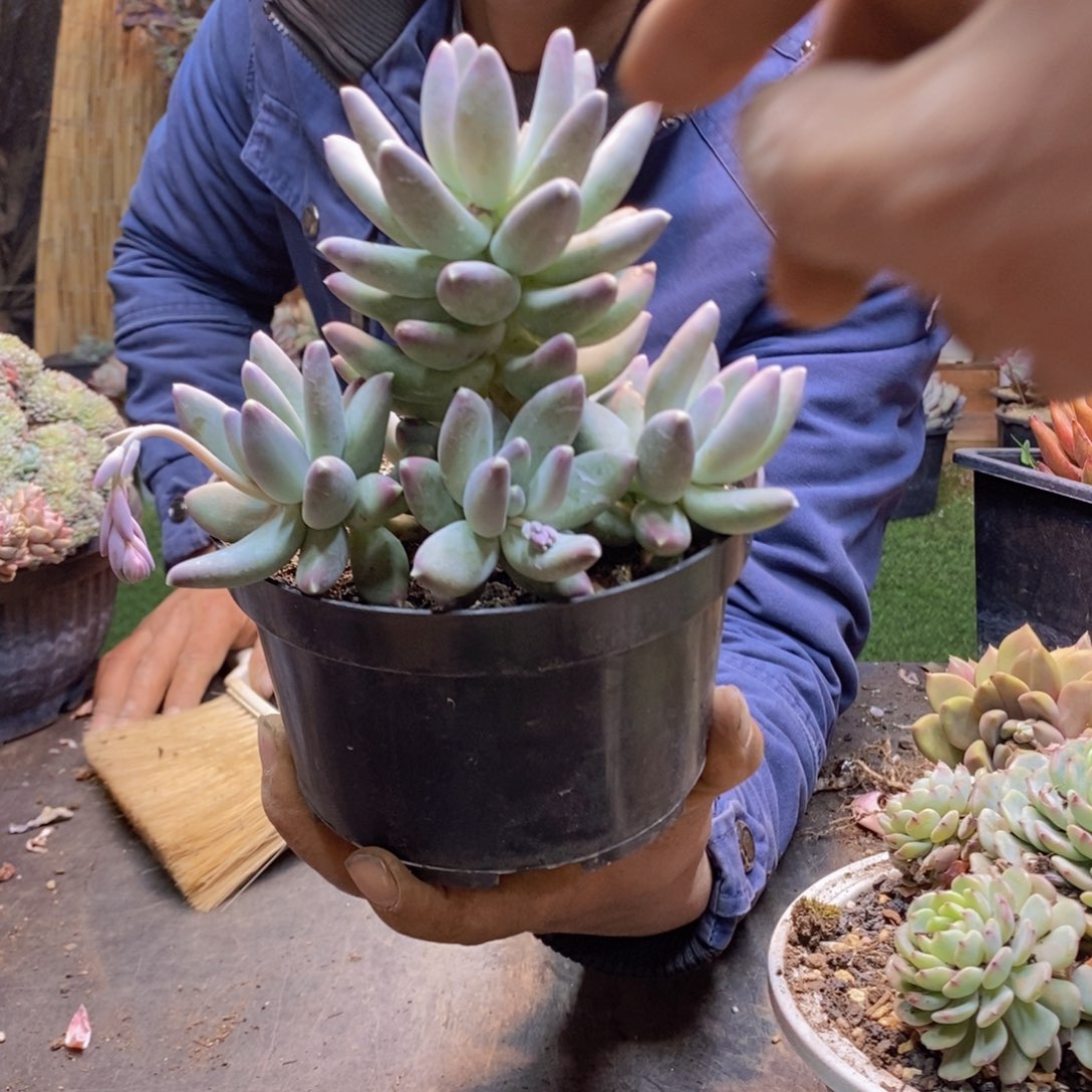 柔*京124松果美人多肉植物