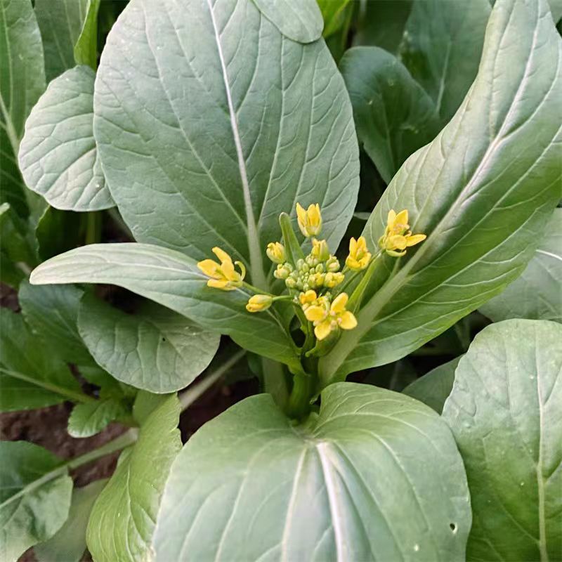 惠来隆江本地油菜油菜