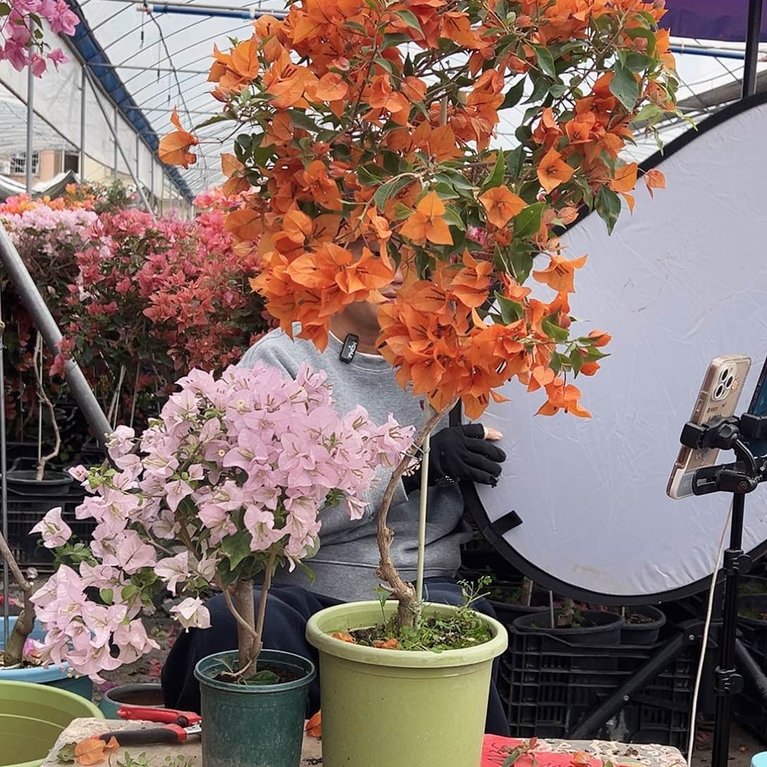 大部分花苞少量开放69.9橙桑巴棒棒糖一颗，再给苹果花掌中宝一棵