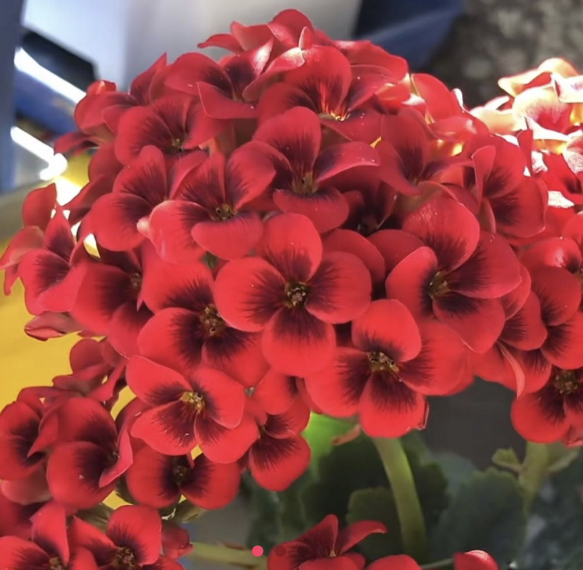 (和平猫眼/红猫）110盆长寿 稀有单瓣猫眼品种