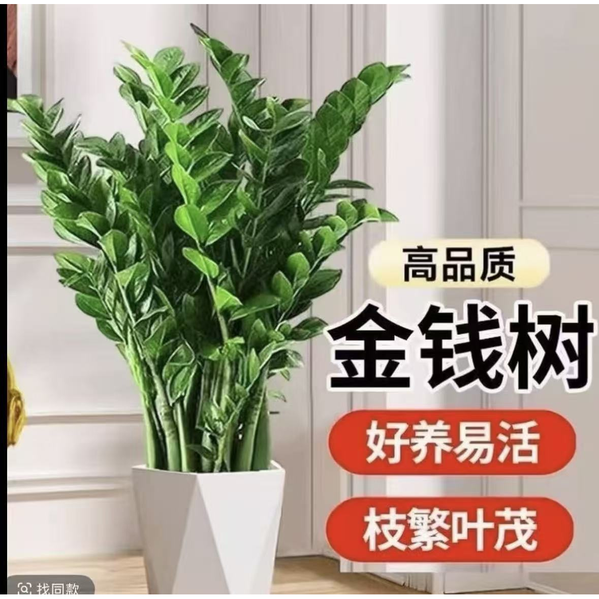 60-70特级金钱树盆栽客厅绿植净化空气四季常青000