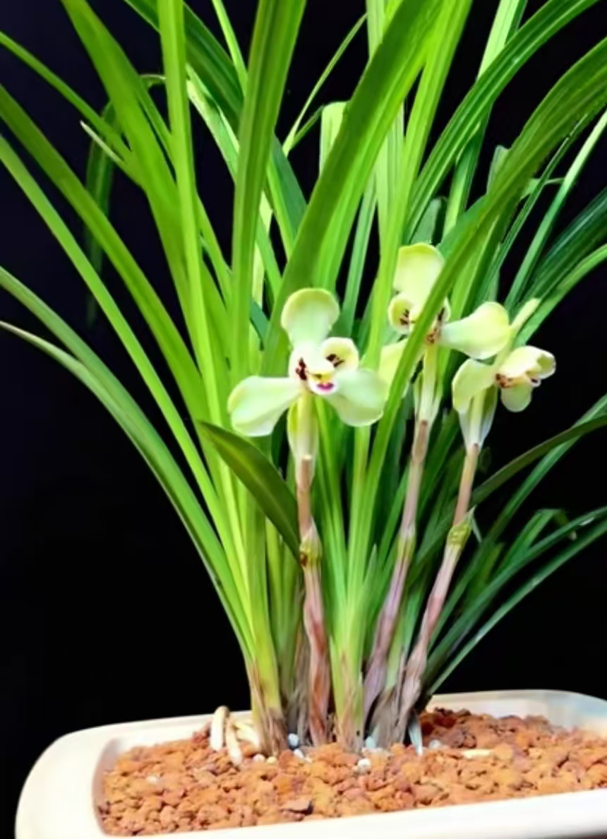 精品国兰春兰（福娃梅）