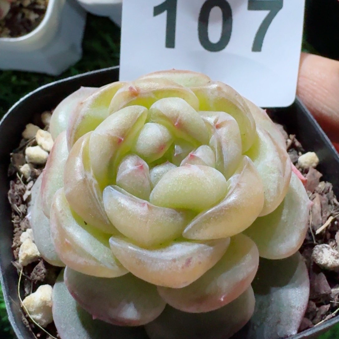 嫦娥         精品多肉