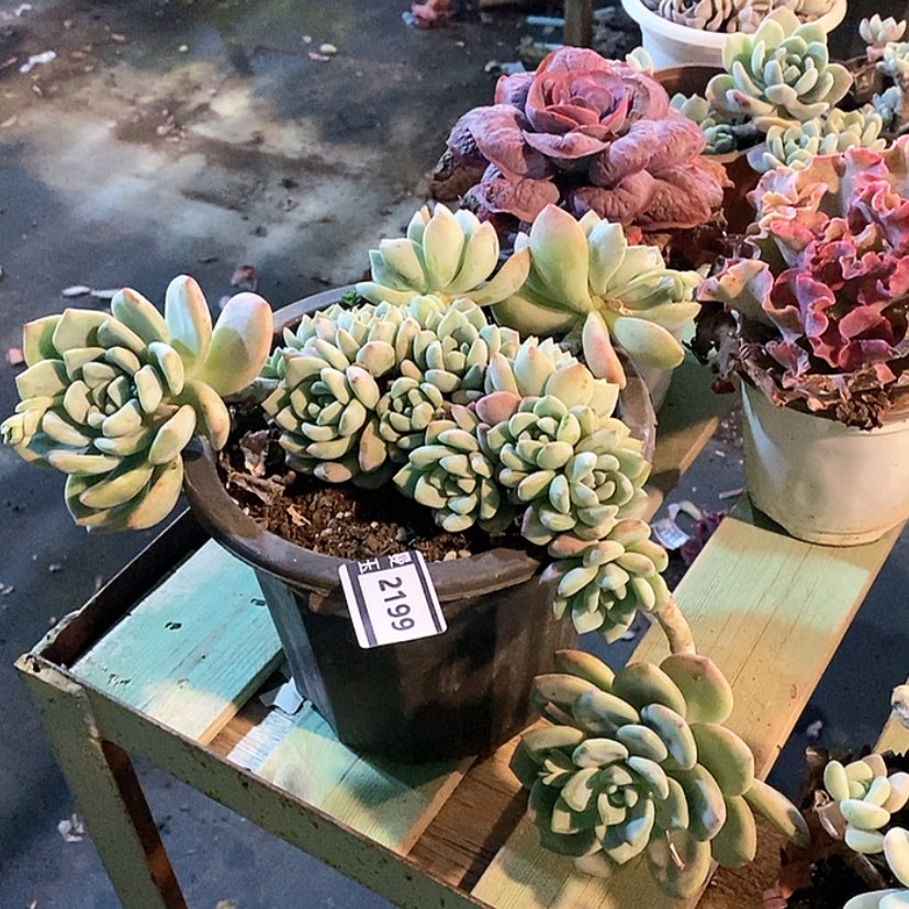 【闪购商品】望舒2199