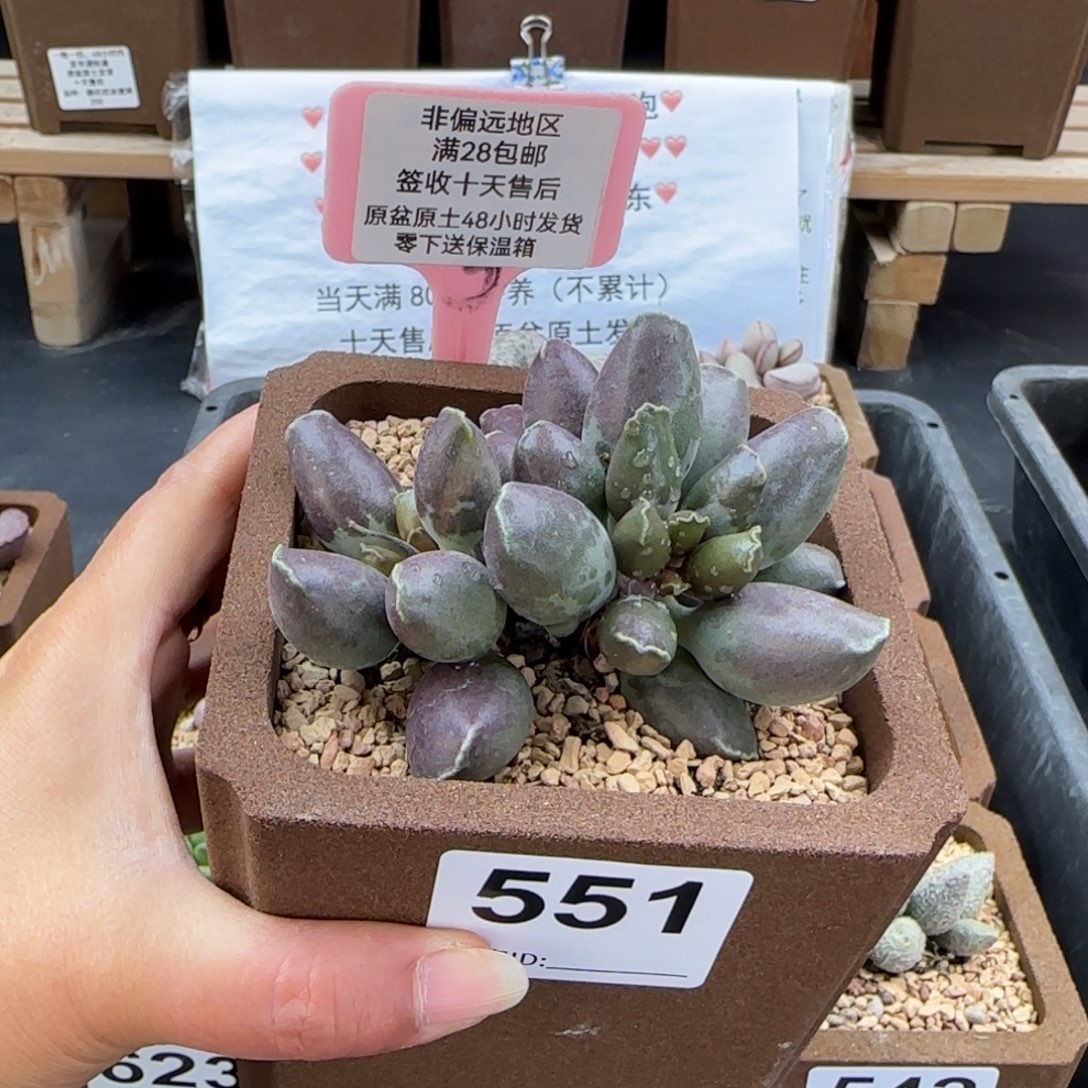 ****锅551三代紫海报锦多肉植物