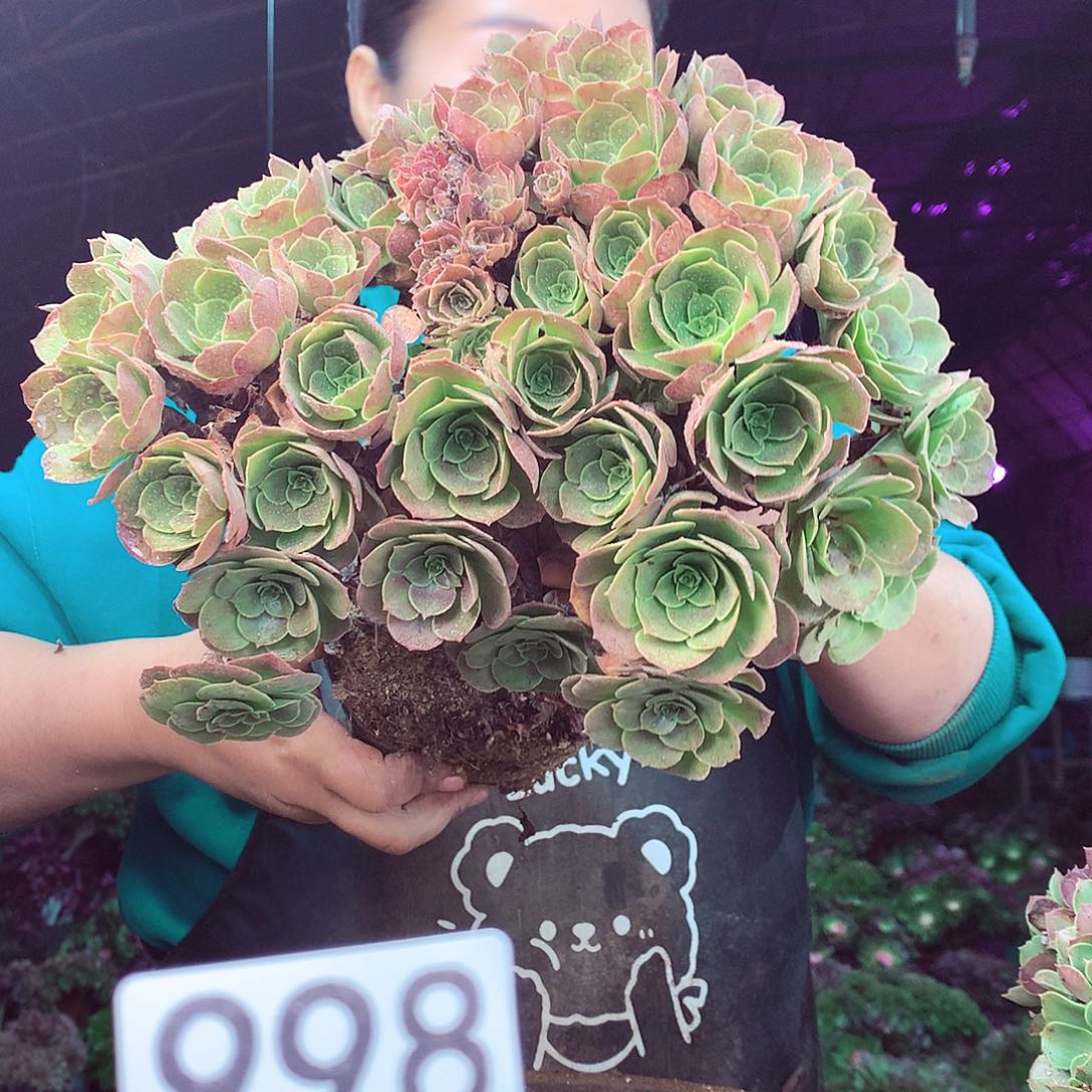 柒柒精品多肉脱土发货不包断侧枝处理998