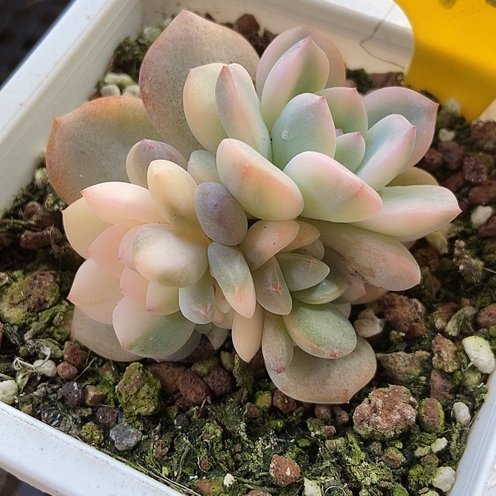 多肉植物锦926多肉