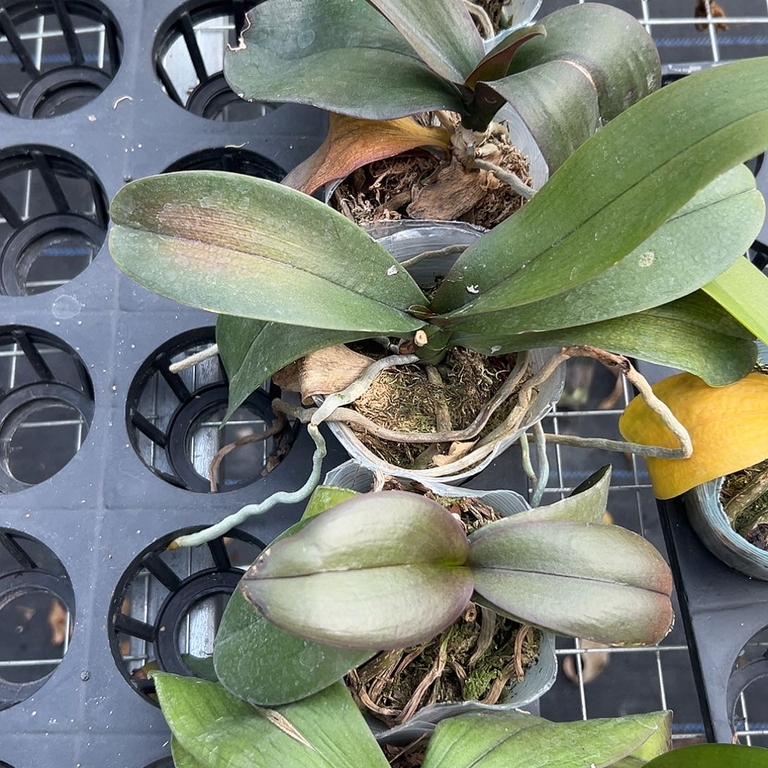 当前无花栽培后可以开花盲盒5棵组合