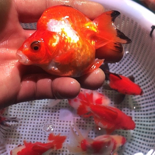 狮头鱼最低包邮秒杀送给