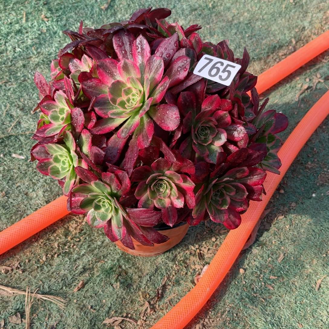 765安娜拉丝多肉植物