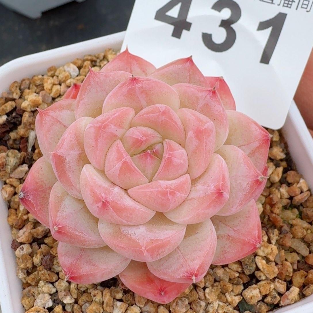 美心         精品多肉