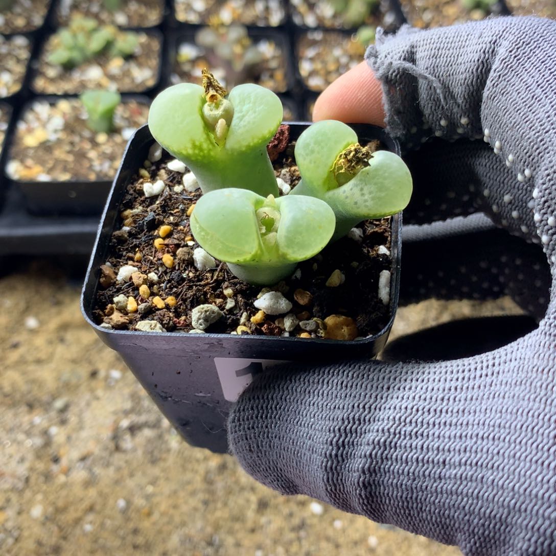 169江南风铃母本