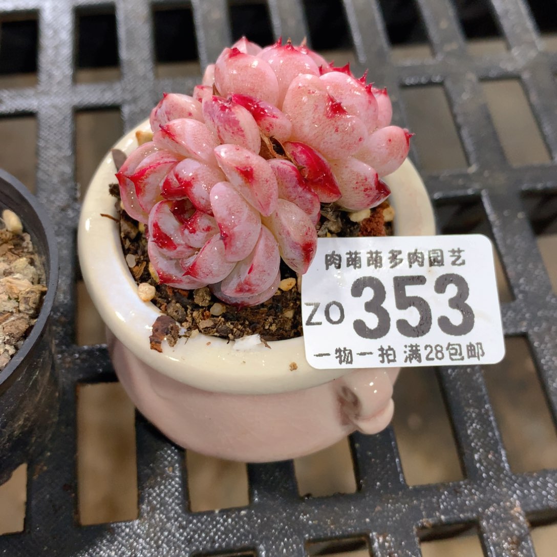 肉萌萌拇指盆精控多肉ZO353