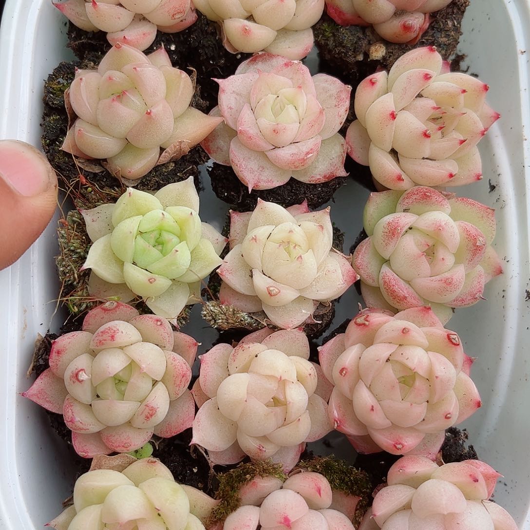 1-351 新疆西藏内蒙不发12.8包邮多肉