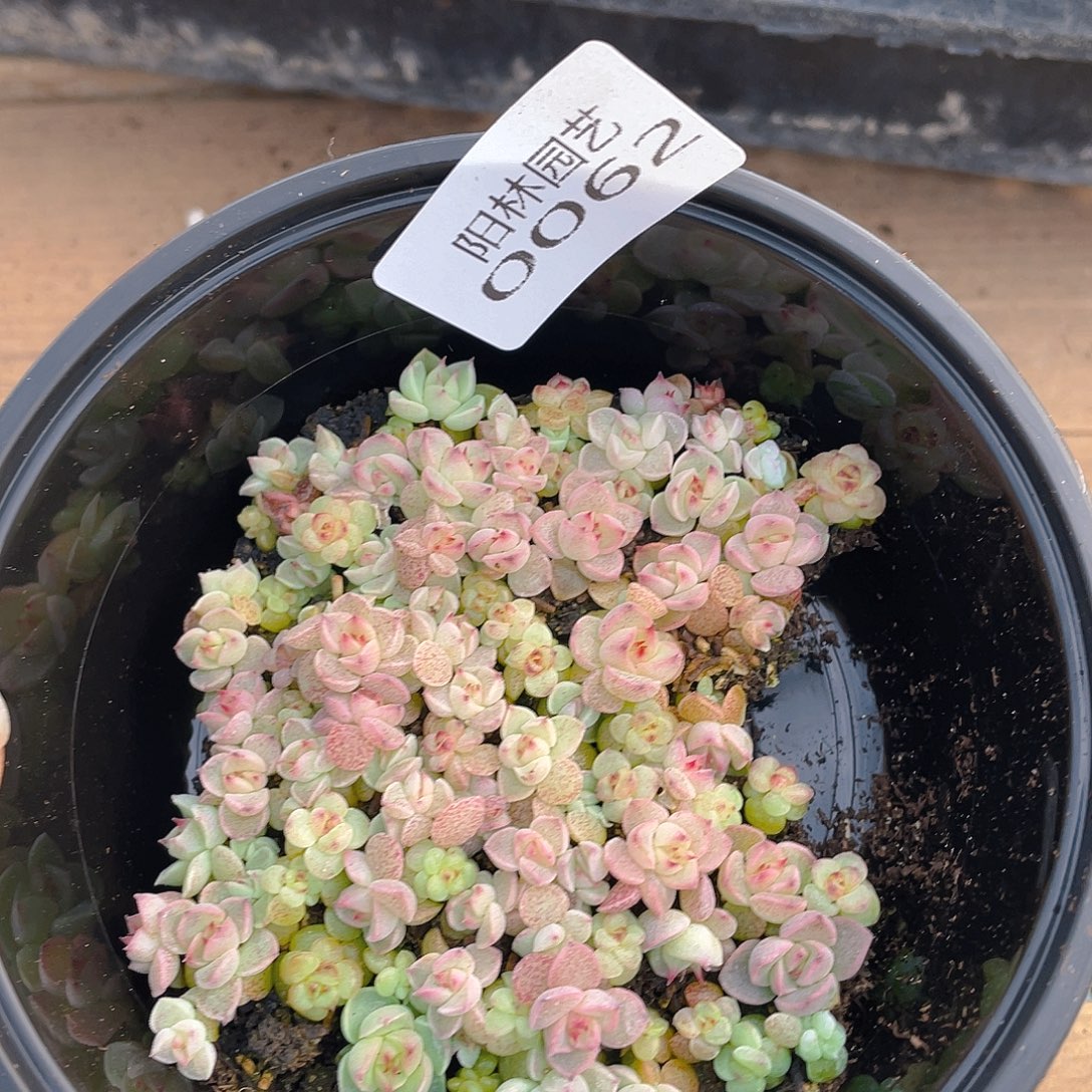 多肉植物多肉植物62