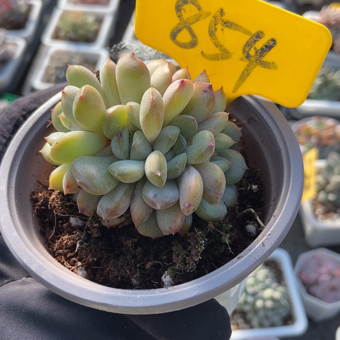 854红恋多肉植物多肉