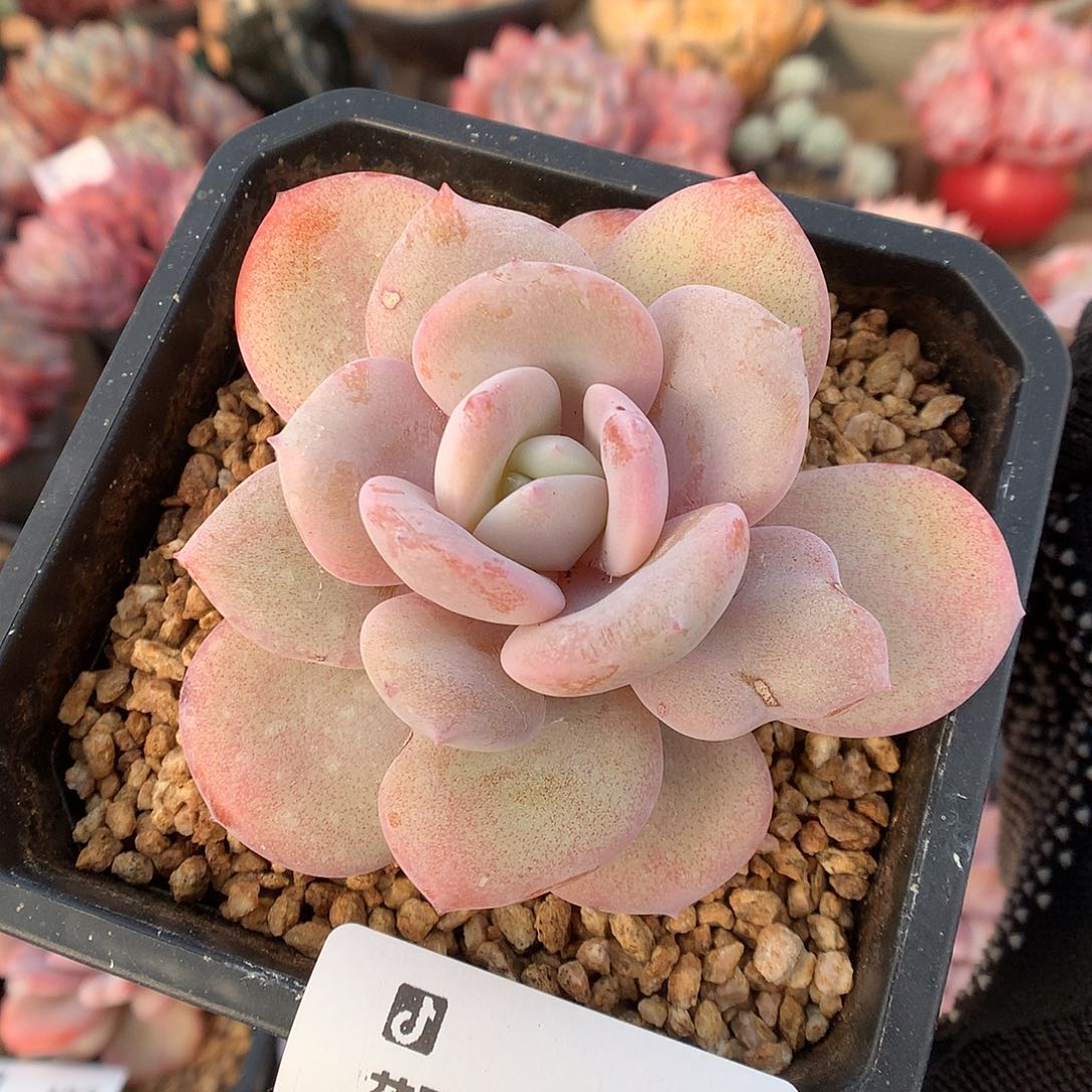 490奶茶多肉植物6666